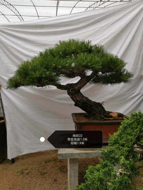 憑祥10公分黑松價格 軍輝園林