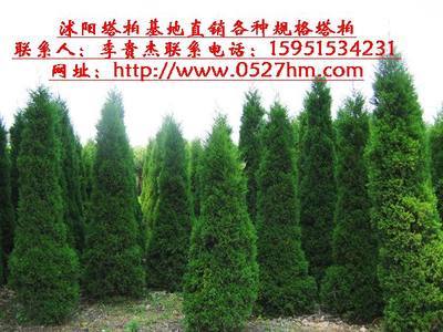 沭陽大唐園林綠化苗木中心-提供 蜀檜|蜀檜小苗|蜀檜價格|蜀檜綠籬|蜀檜隔離帶