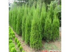 河南儈_商城_河南鄢陵圣鑫園林綠化基地會(huì)員商鋪-中國貿(mào)易網(wǎng)-會(huì)員網(wǎng)站