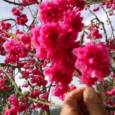 櫻花樹苗買什么好:20款高中低檔櫻花樹苗