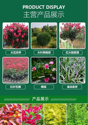 出售多年生草本植物細(xì)葉芒 園林花鏡綠化觀賞草