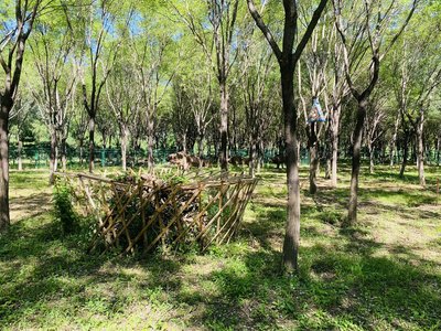 保育小區中的本杰士堆。通州區園林綠化局供圖
