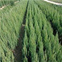 蘭州植物養殖相關地區