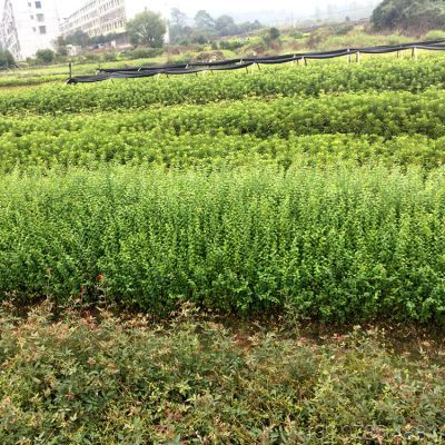 供應 小葉女貞小苗 園林綠化工程用的綠籬樹苗 價格優惠