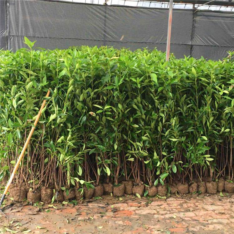 大量法國冬青 珊瑚 工程綠化* 庭院綠籬圍墻籬笆四季常青