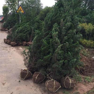 苗圃綠化苗木四季常青龍柏松苗 道路庭院樹苗 工程綠化苗造型優美