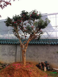 茶花行情報價 茶花圖片展示