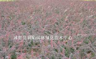 供應磁性EVA飛鏢 EVA磁性飛鏢盤 泡沫磁性飛鏢_世界工廠網中國產品信息庫
