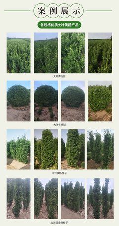 常綠綠化苗木 大葉黃楊柱 冬青柱 苗圃綠化植物