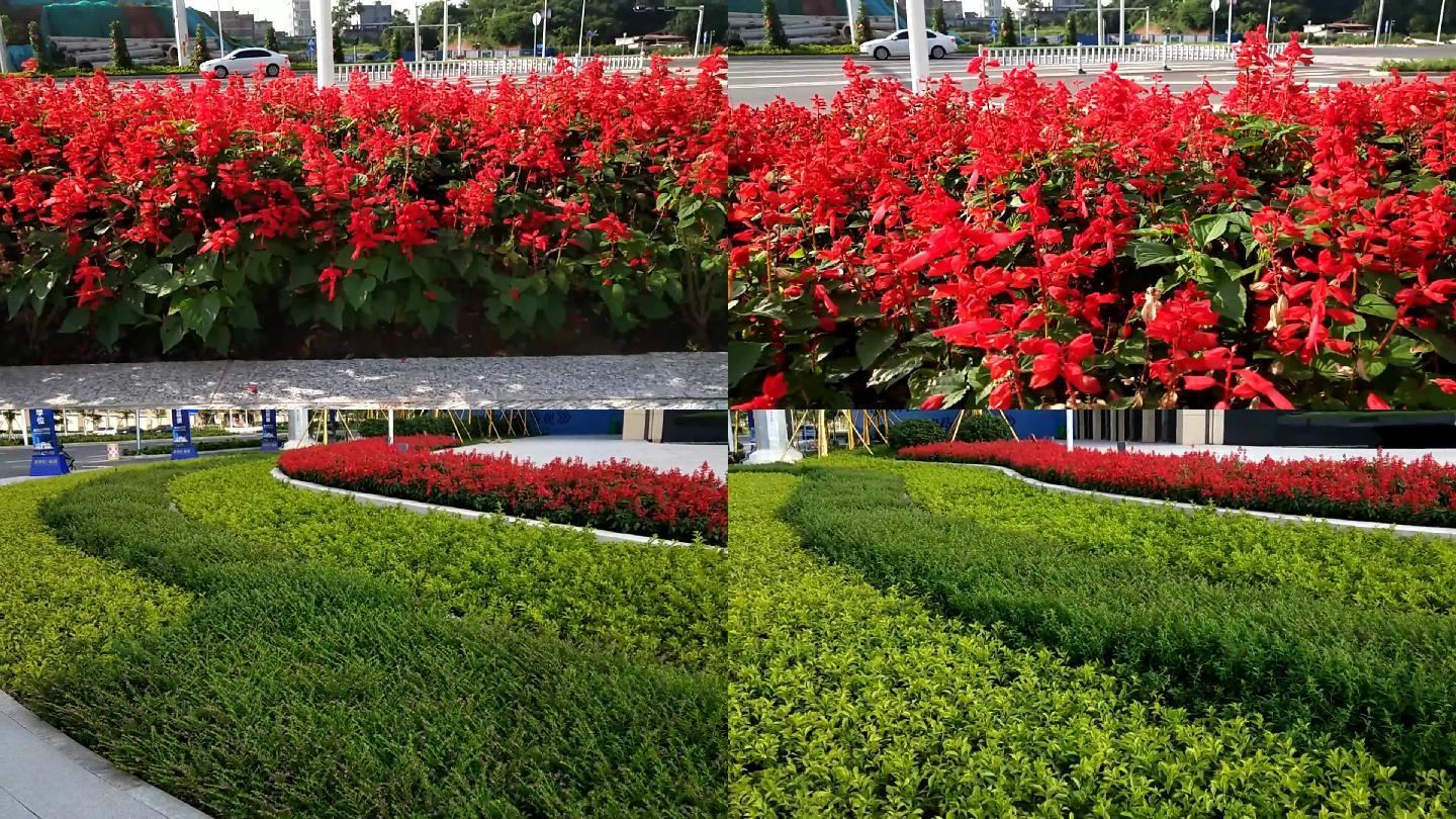 城市街道綠化帶美化城市花園城紅花園林城市