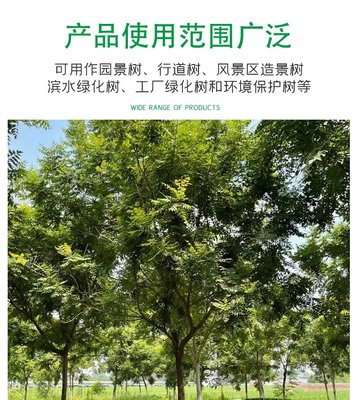 15公分金葉復葉槭 街道工程復葉槭樹 園林綠化苗木