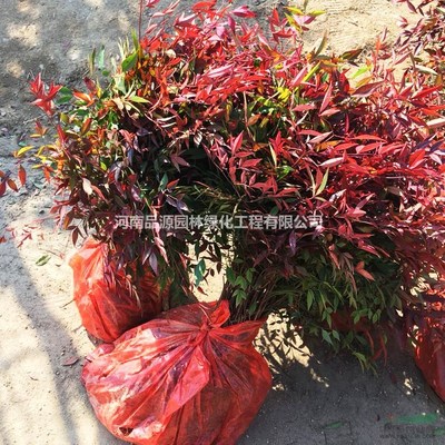 批發南天竹苗 綠化苗木苗圃 彩葉花木叢生蘭天竺 園林綠化樹苗