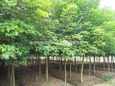 重陽木價格_重陽木圖片_重陽木產地_重陽木綠化苗木苗圃基地