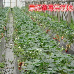 新聞熱報 鹽亭縣草莓苗價格 草莓苗出售價格