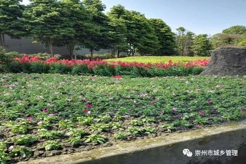 崇州城市環境整治提升月 園林綠化精細化管護質量提升進行時