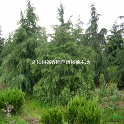 沭陽縣廣漢園林苗木場(chǎng)