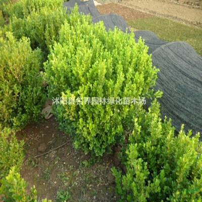 豆瓣黃楊苗的價(jià)格基地_種植廠家_產(chǎn)地報(bào)價(jià)單_沭陽縣名界園林綠化苗木場(chǎng)