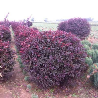 基地出售 紅葉李 紅葉李球 紫葉李 園林綠化苗木 規(guī)格齊全