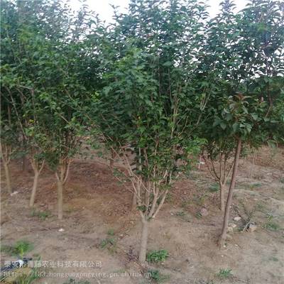 園林綠化木槿樹 木槿基地 青藤農業 重瓣木槿品種齊全 源頭工廠