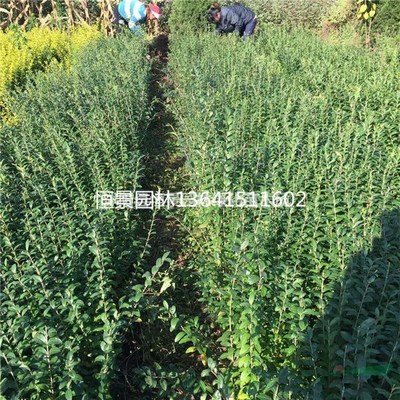 沭陽縣恒景園林綠化苗木場